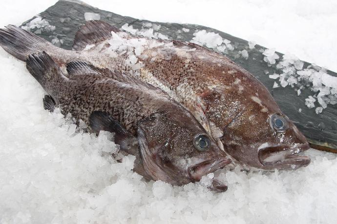 Argentine sea bass