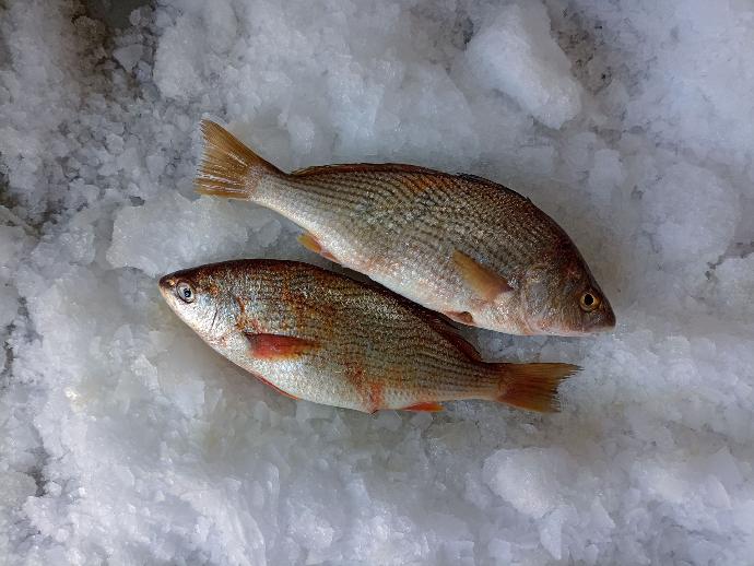 Argentine croaker/White croaker