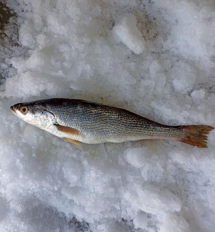 Pescadilla descamada y eviscerada