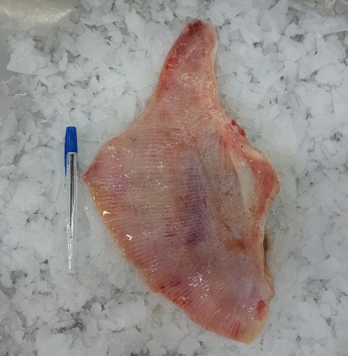 Skate fish fin without skin